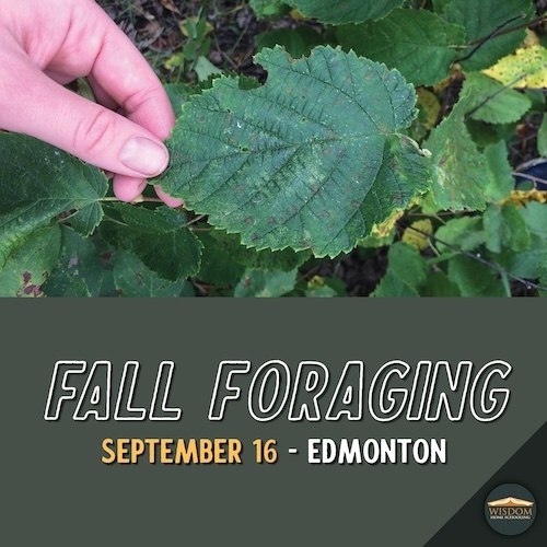 Survival: Fall Foraging - Edmonton